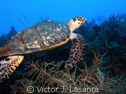  turtle swimming in the blue at v.j.levels dive site in p... by Victor J. Lasanta 